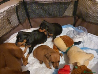 Miniature Pinscher dogs Miniature Pinscher 100%pure breed, KC registered - Advert 1