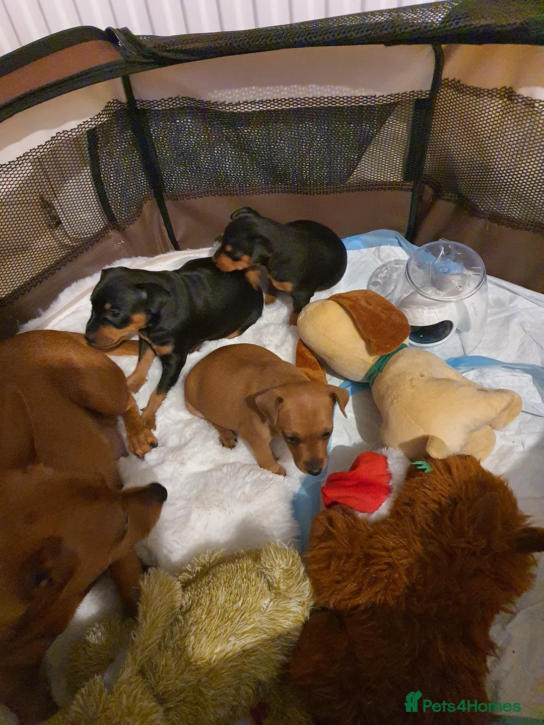 Miniature Pinscher dogs for sale: Miniature Pinscher puppies, KC registered - Advert 5