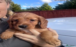 Cocker Spaniel dogs for sale: Cocker spaniels  - Image 10