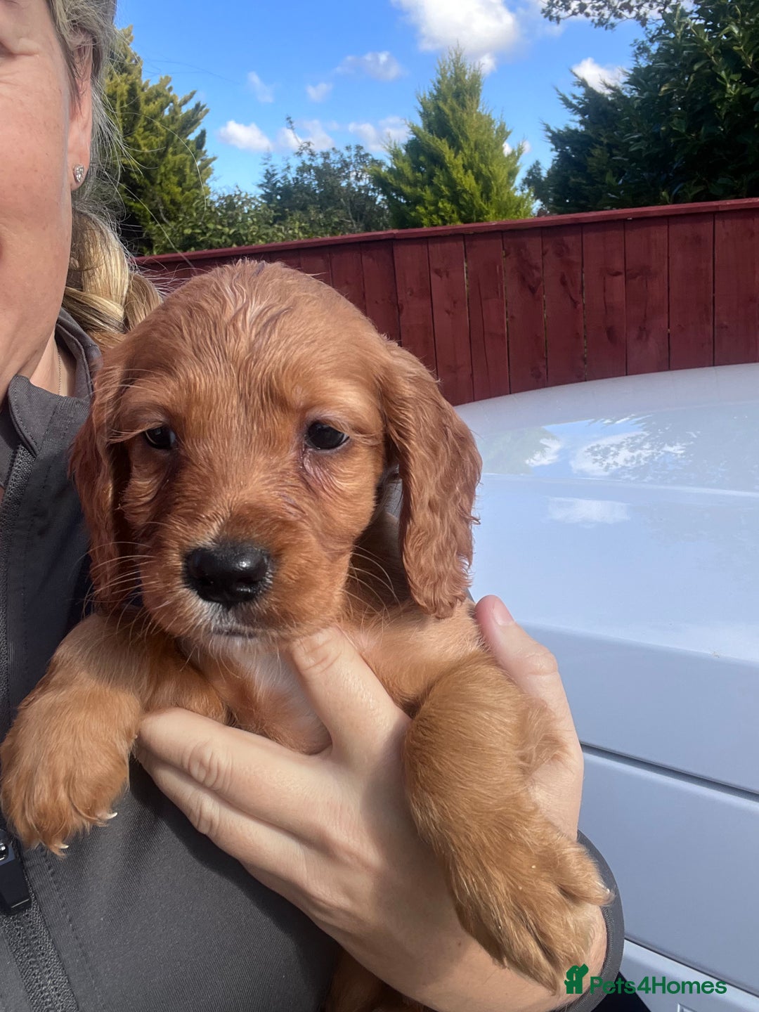 Cocker Spaniel dogs for sale: Cocker spaniels  - Image 10