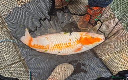 Koi Carp fish for sale: 8 x Koi Crap for Sale  - Image 8