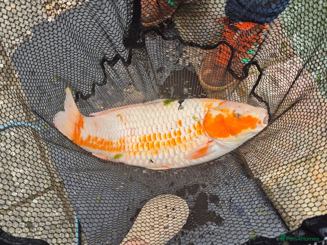Koi Carp fish for sale: 8 x Koi Crap for Sale  - Image 8