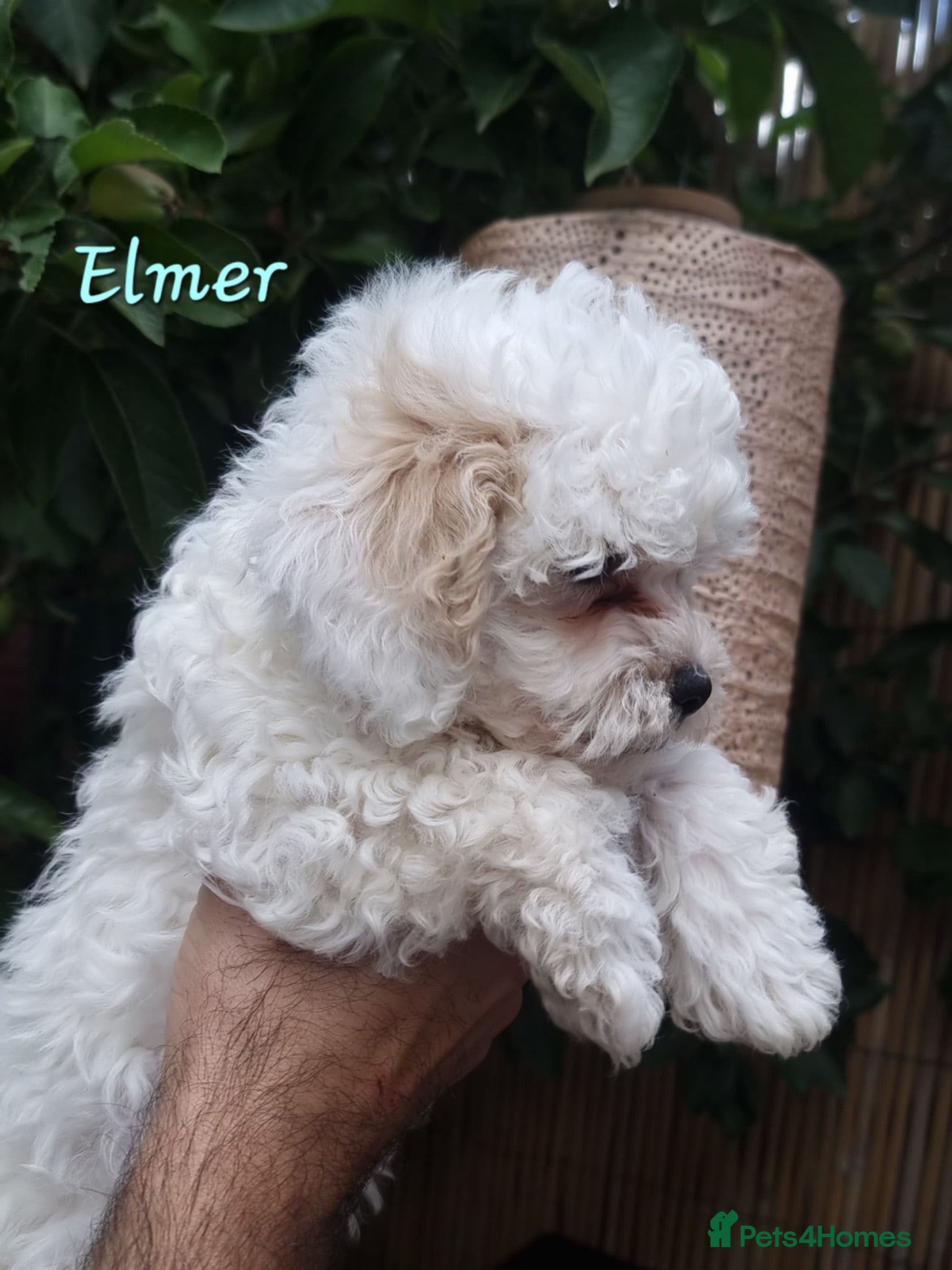 Shihpoo dogs ❤️Beautiful Shihpoo's❤️ - Advert 1