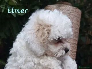 Shihpoo dogs ❤️Beautiful Shihpoo's❤️ - Advert 1