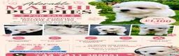 Malshi dogs for sale: Beautiful Malshi puppies - Advert 2