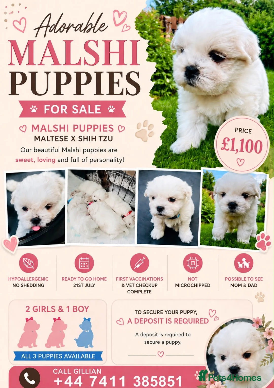 Malshi dogs for sale: Beautiful Malshi puppies - Advert 2