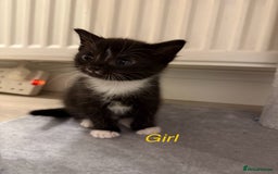 Mixed Breed cats for sale: Adorable kittens  - Image 11