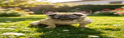 French Bulldog dogs for sale: French bulldog ready to leave last boy and girl - Advert 21