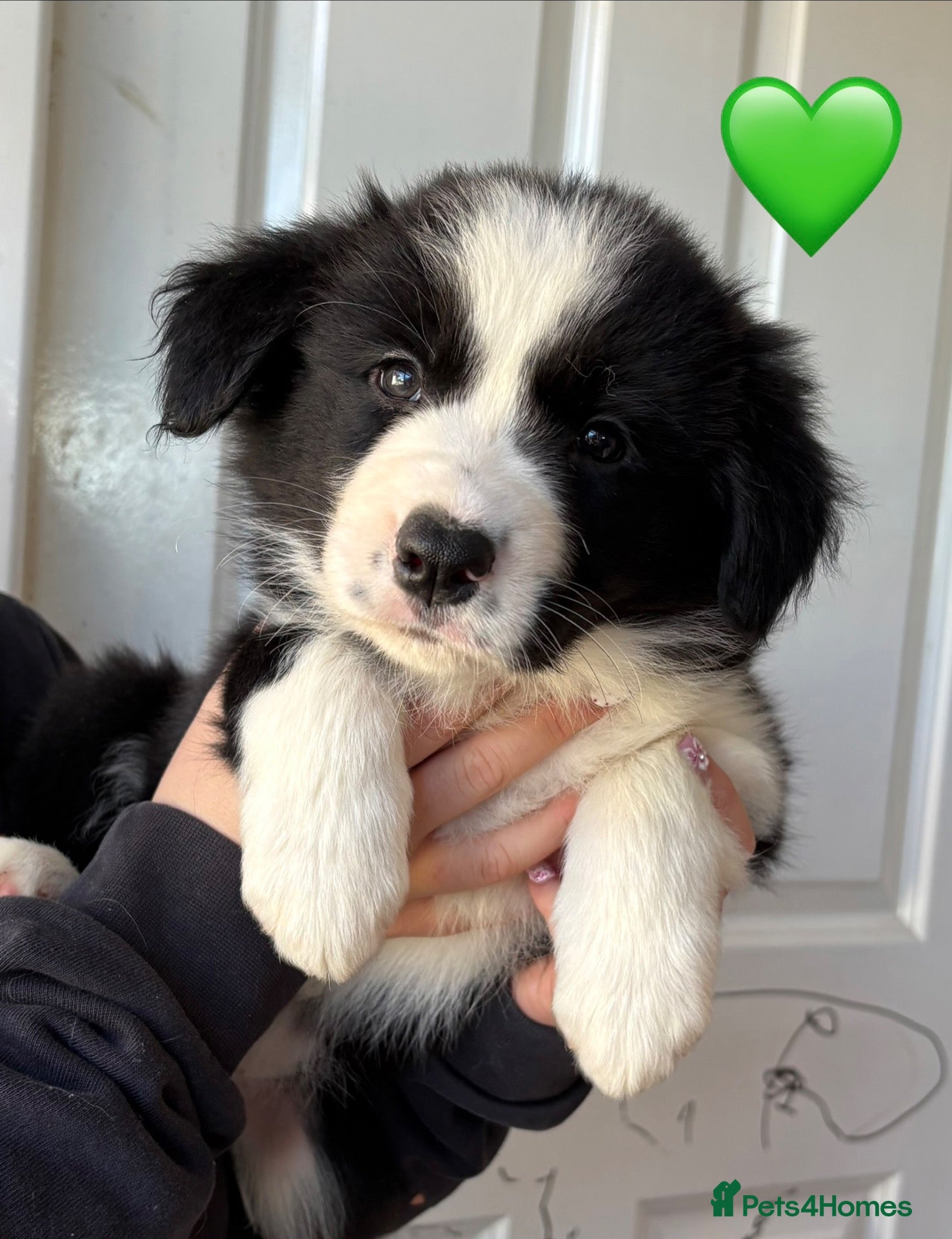 Border Collie dogs Gorgeous Seal & Black&White Border Collie Puppies  - Advert 2