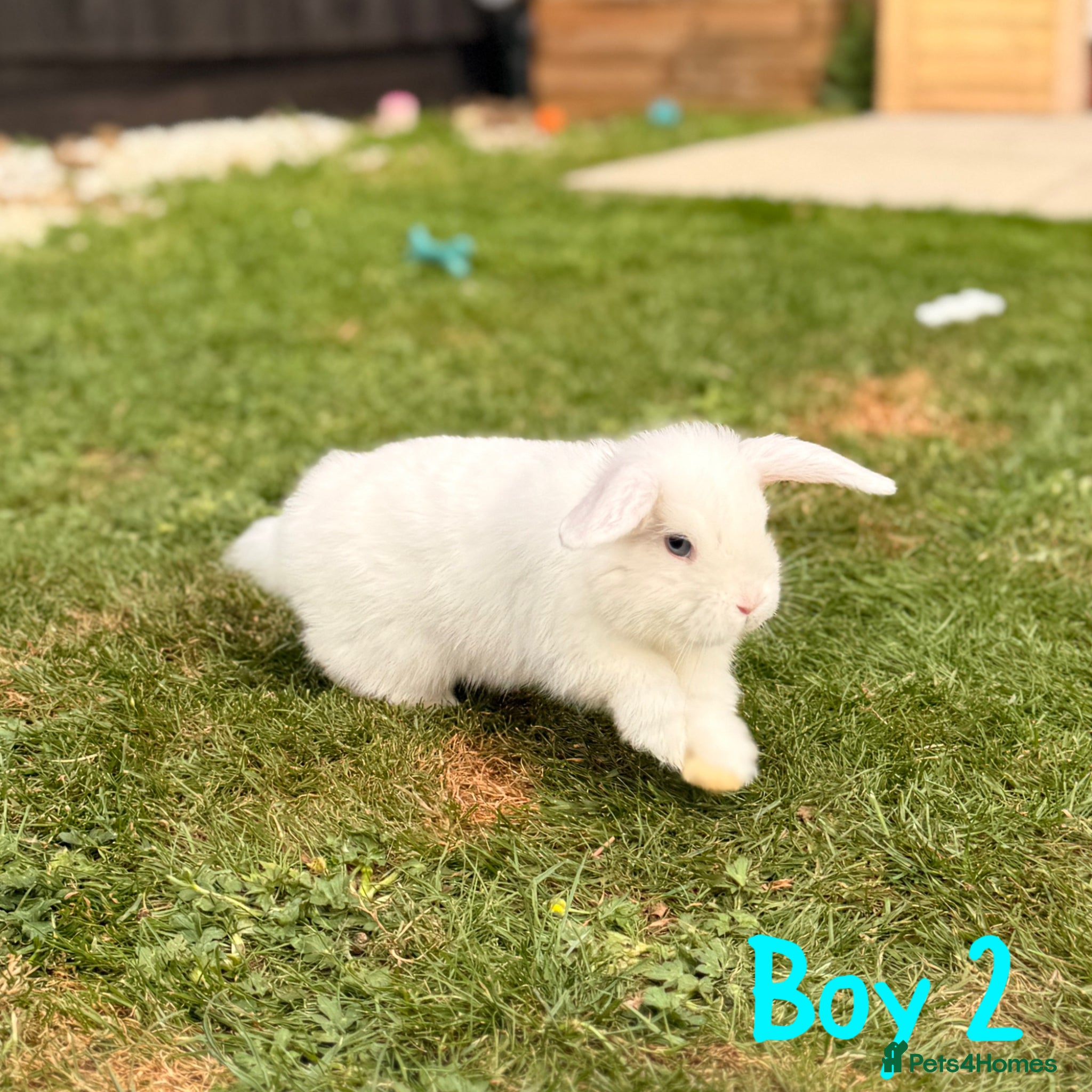 Mini Lop rabbits Stunning blue eyed mini lops  - Advert 1