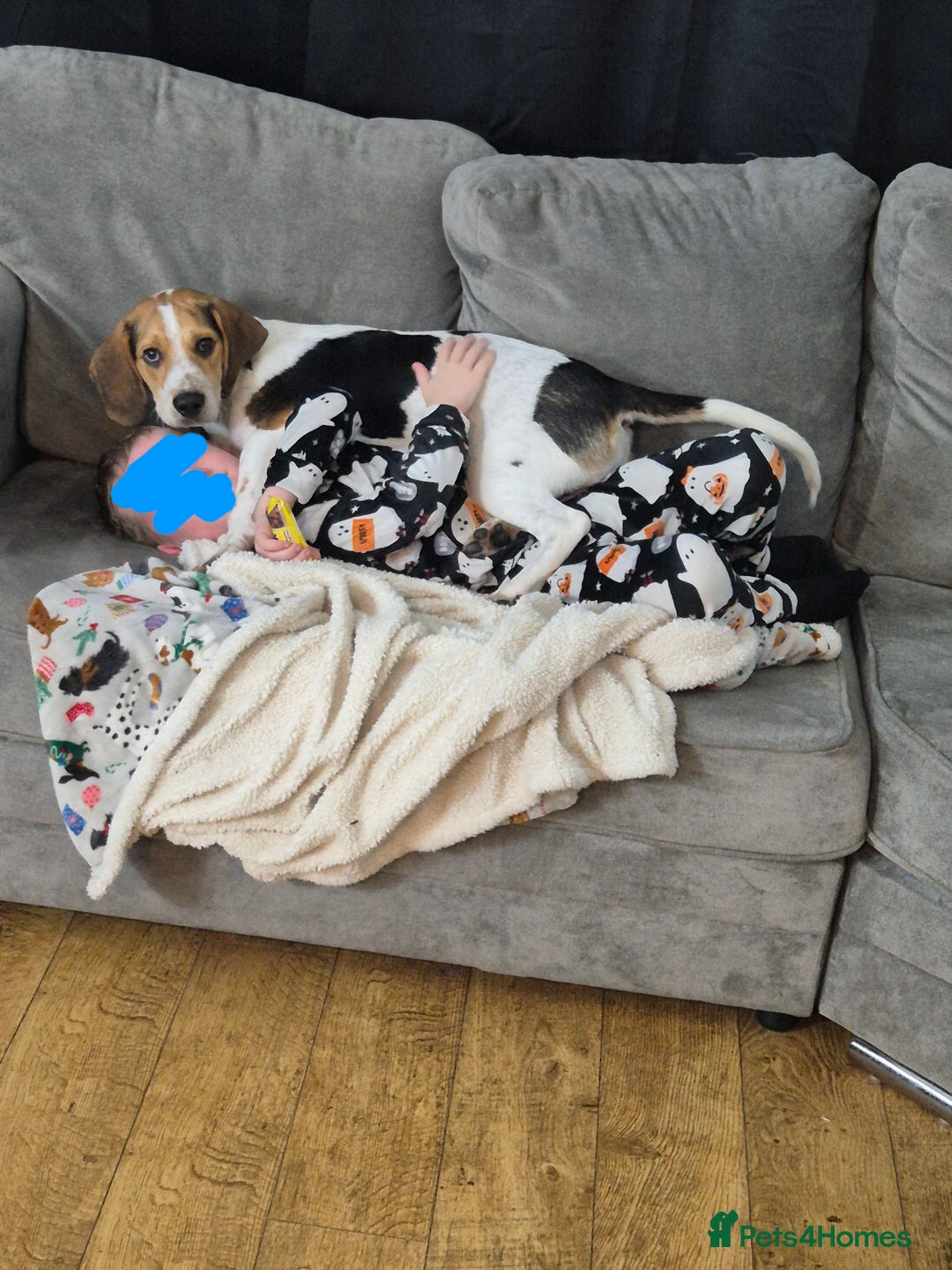 Beagle dogs for sale: Beagle  - Advert 6