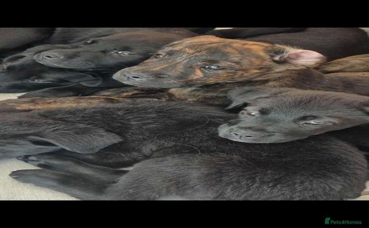 Mixed Breed dogs - Advert 11
