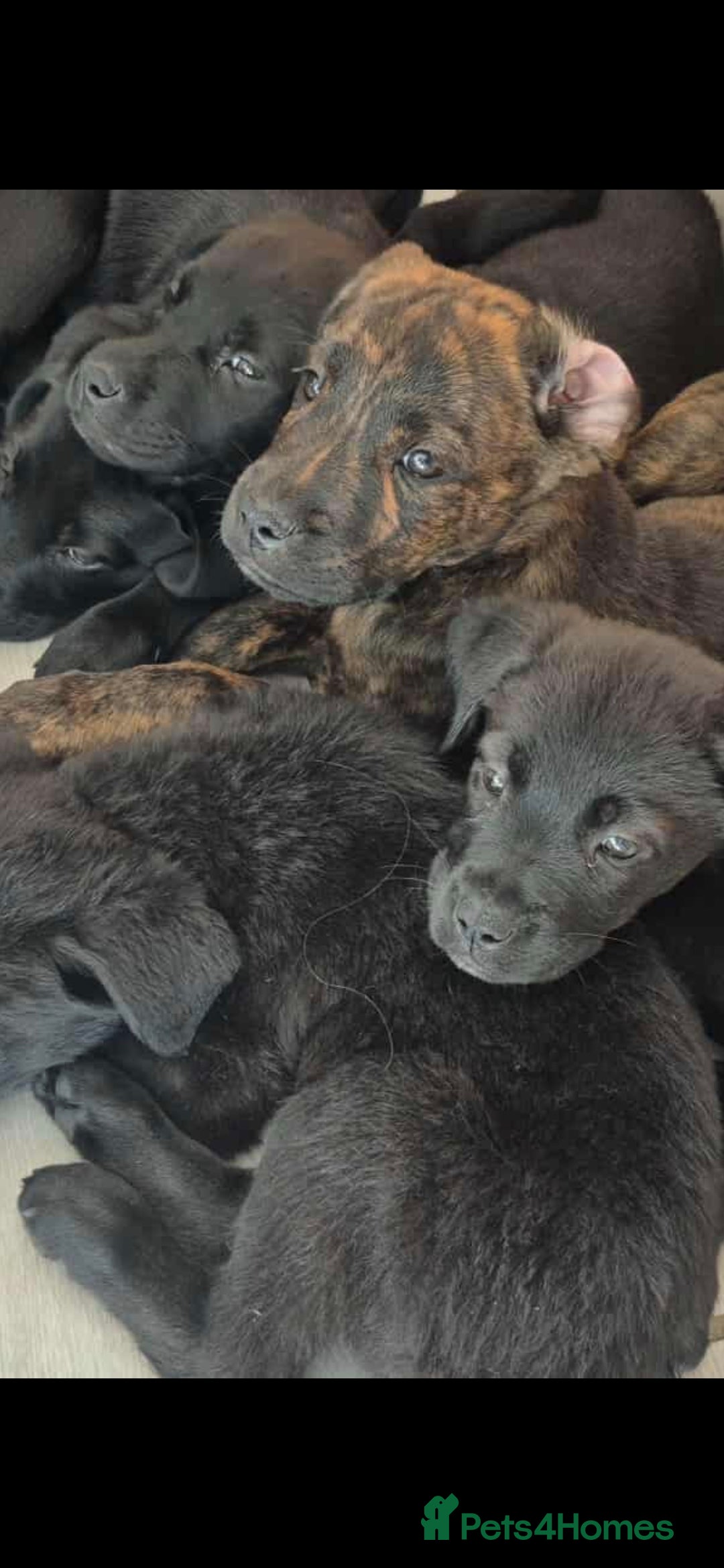 Mixed Breed dogs for sale: Mastiff x Rottweiler  - Image 3