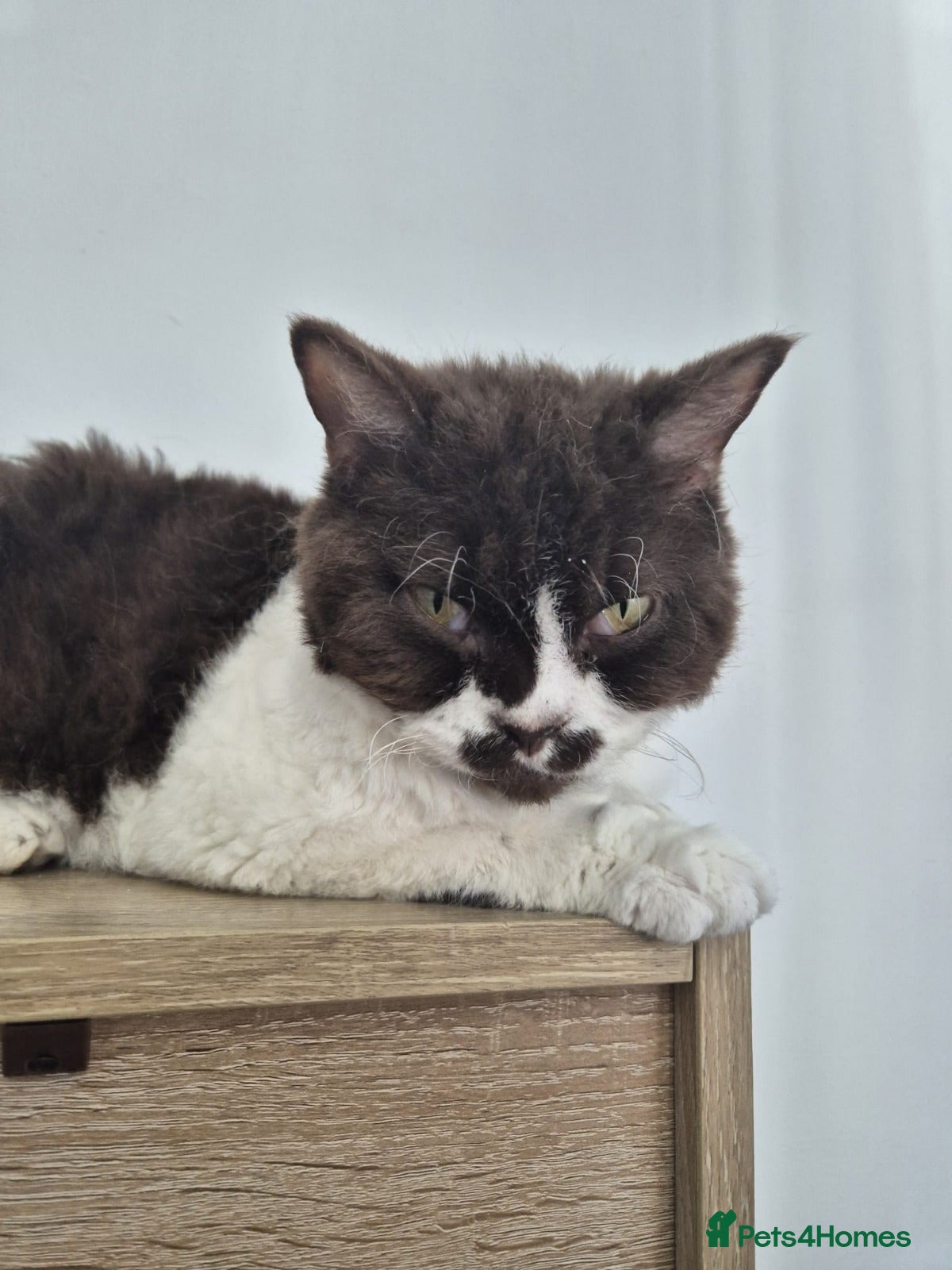 Selkirk Rex cats Selkirk rex curly chocolate bi colour neutered - Advert 5