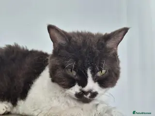 Selkirk Rex cats Selkirk rex curly chocolate bi colour neutered - Advert 5