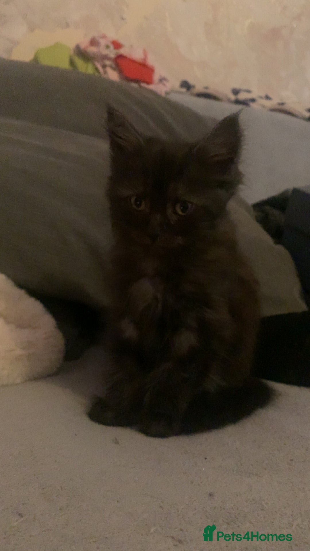 Maine Coon cats for sale: Male Maine coon for sale  - Advert 2