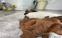 Cocker Spaniel dogs for sale: Cocker spaniel puppys - Image 10