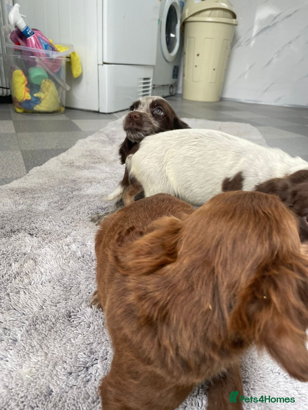 Cocker Spaniel dogs for sale: Cocker spaniel puppys - Image 10