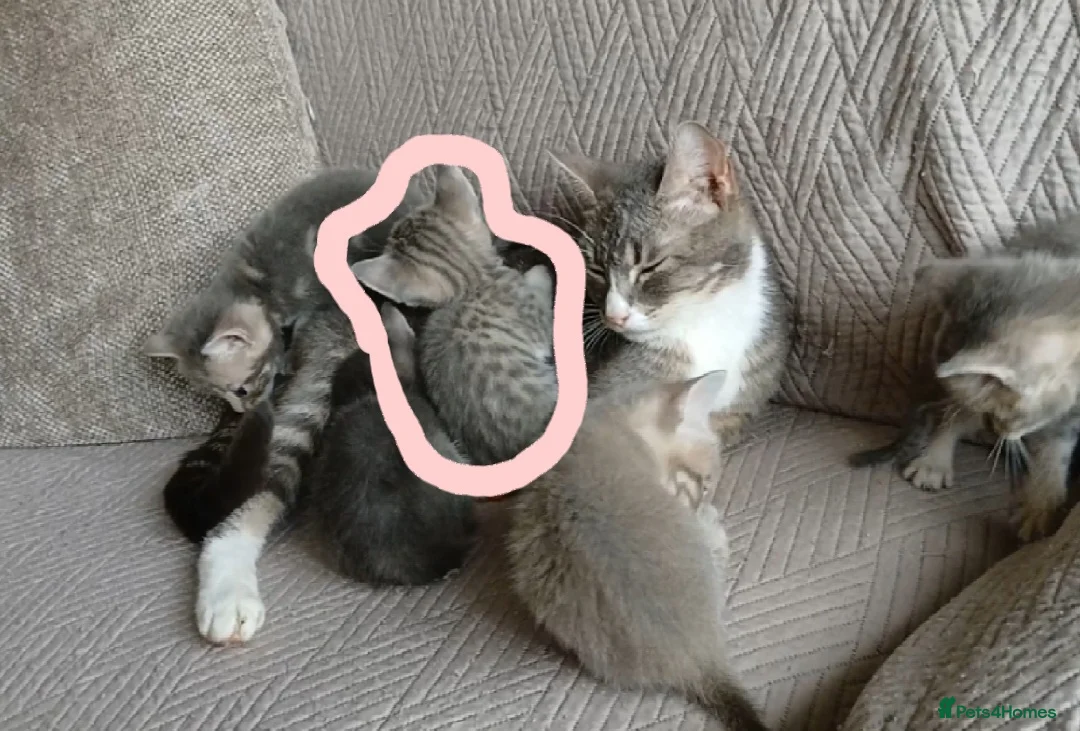 Bengal cats for sale: BLUE Bengal Cross Kittens  - Advert 2