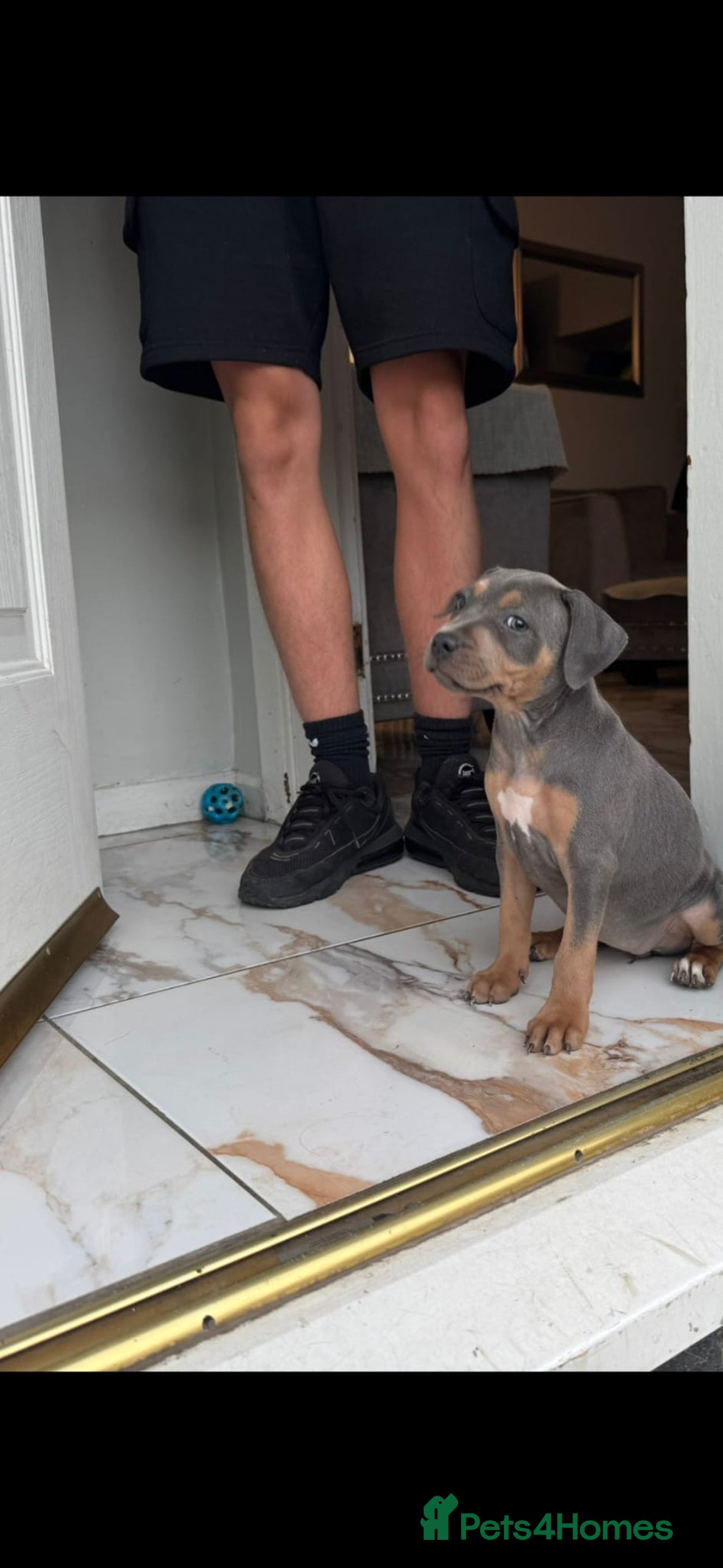 Staffordshire Bull Terrier dogs for sale: Staffordshire Bull terriers - Image 8
