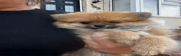 Pomeranian dogs for sale: Tiny Pomeranian Puppies🏡👀  - Advert 10