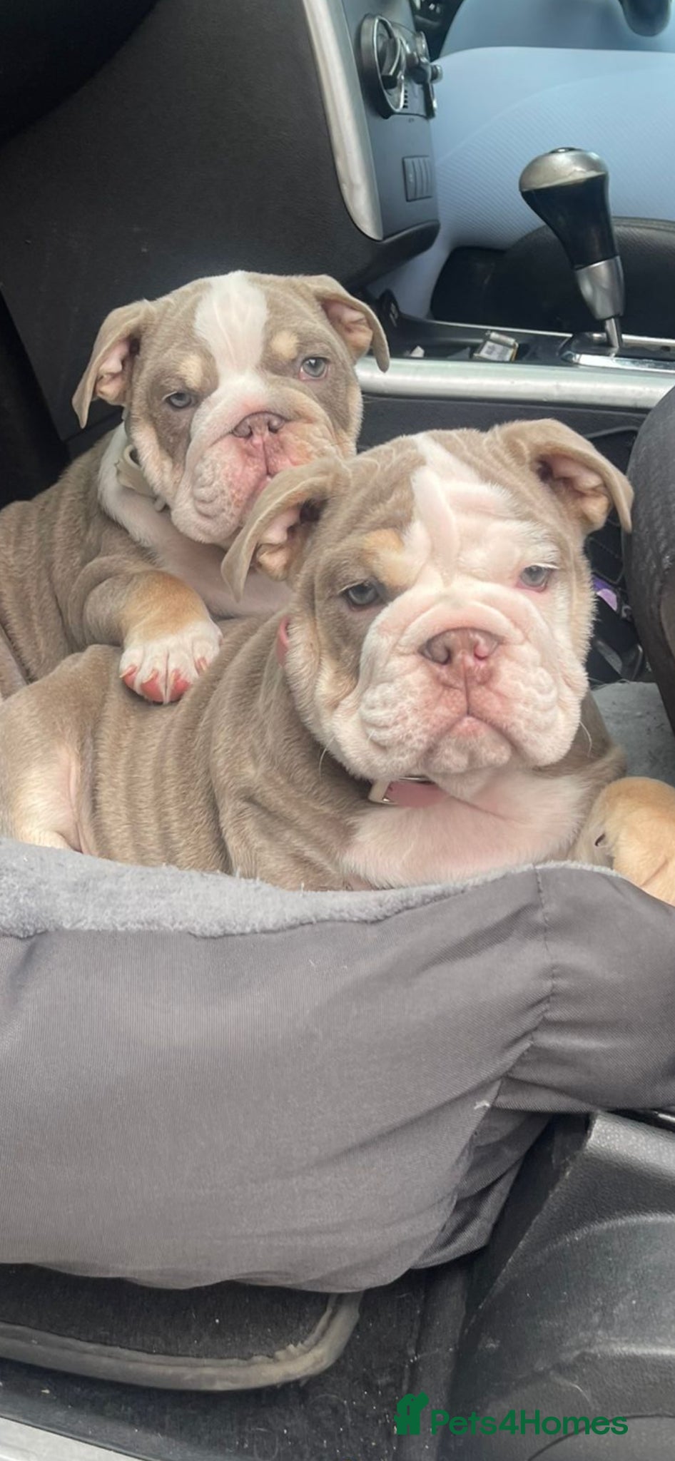 English Bulldog dogs 2 English bulldogs left ready to leave  - Advert 2