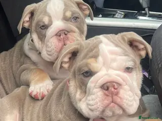 English Bulldog dogs 2 English bulldogs left ready to leave - Advert 2