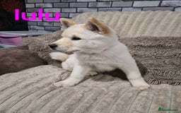 Mixed Breed dogs for sale: Chowski pups - Image 2