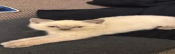 British Shorthair cats for sale: British short hair kitten  - Advert 2