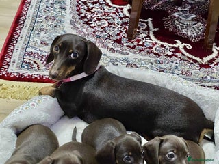 Dachshund dogs for sale - Advert 1