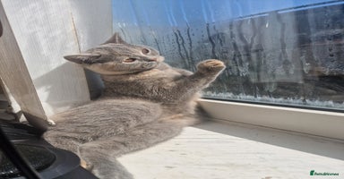 British Shorthair cats - Advert 4