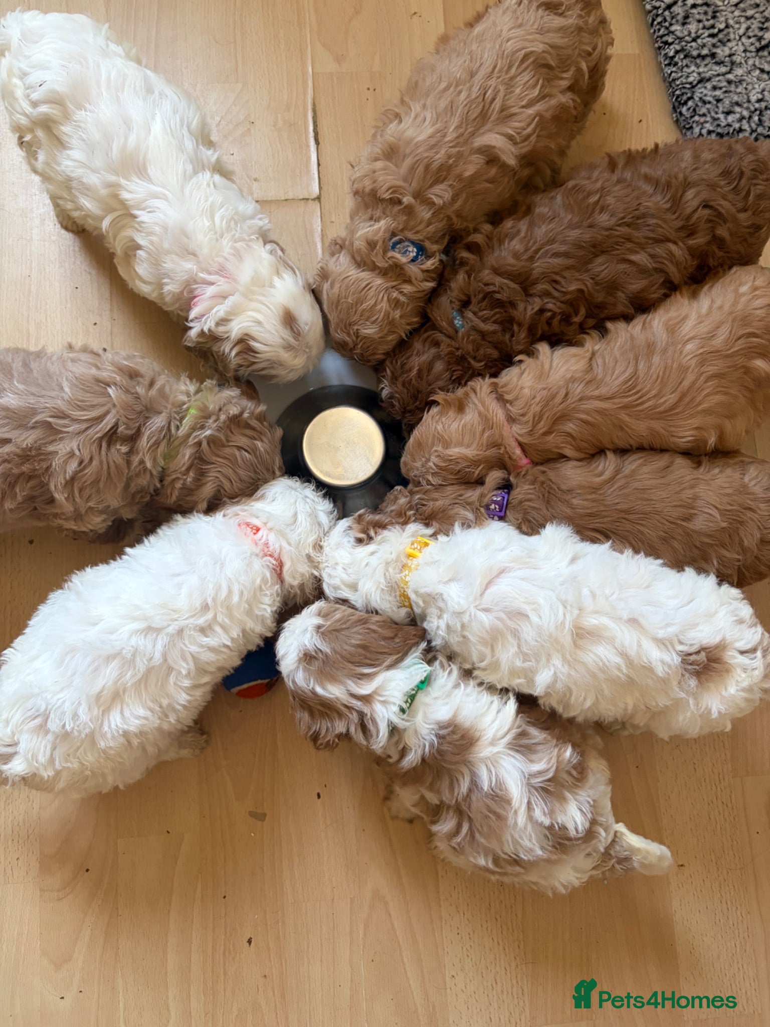 Cavapoo dogs Gorgeous F1B Cavapoo puppies - Advert 1