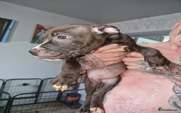 Mixed Breed dogs for sale: Presa/American Johnson bulldog - Image 22