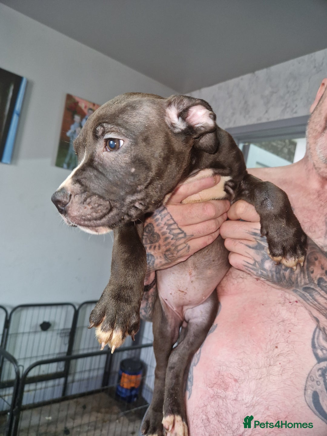 Mixed Breed dogs for sale: Presa/American Johnson bulldog - Image 22