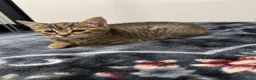 Mixed Breed cats for sale: Kittens for sale!  - Advert 9