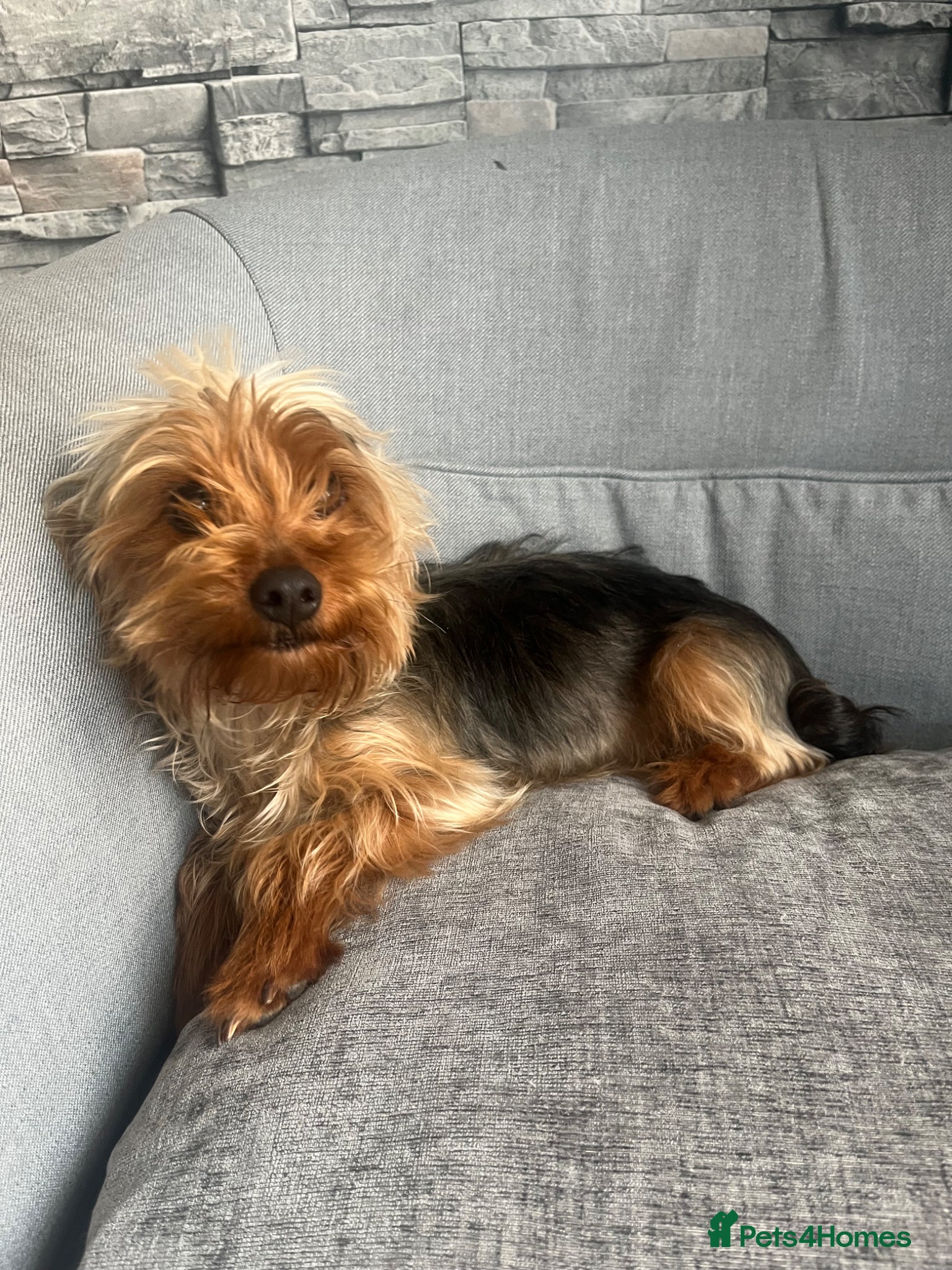 Yorkshire Terrier dogs for sale: Yorkshire terrier 1 year old girl  - Advert 12