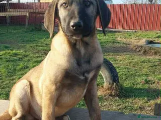 Mixed Breed dogs 4.5 month old male pup Macedonia rescue - Advert 16