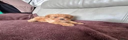 Toy Poodle dogs for sale: 5 Adorable Toy Poodle Puppies - Advert 10