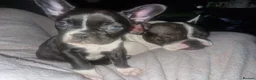 French Bulldog dogs for sale: Female french bulldog 10 months old - Advert 6