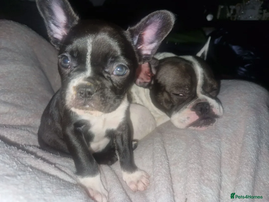French Bulldog dogs for sale: Female french bulldog 10 months old - Advert 6