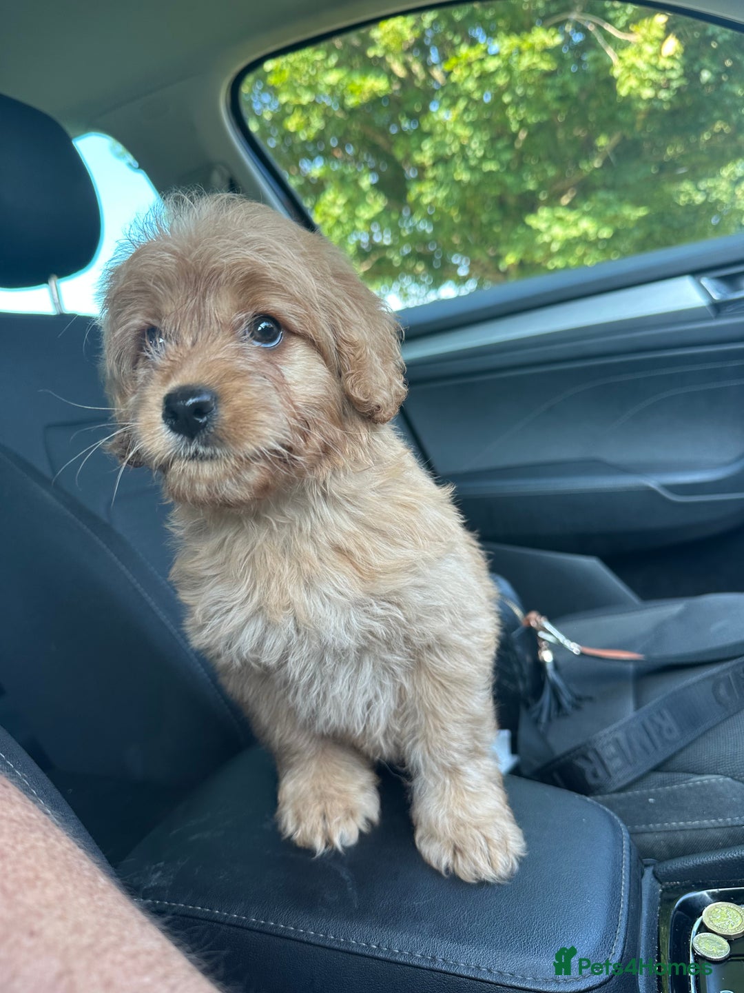 Goldendoodle dogs for sale: ** GOLDENDOODLE GIRL BVA/PRA CLEAR ** - Image 3