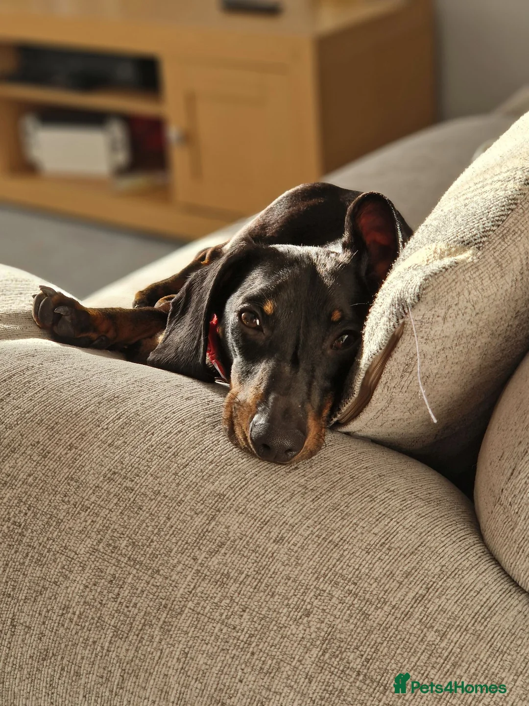 Dachshund dogs for sale: Dachshund Milo - Advert 2