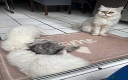 Persian cats for sale: Persian kittens for sale - Image 2