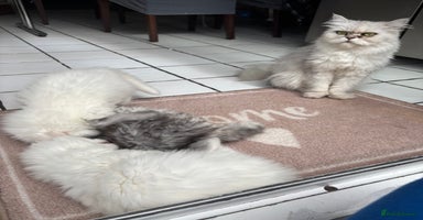 Persian cats - Advert 8