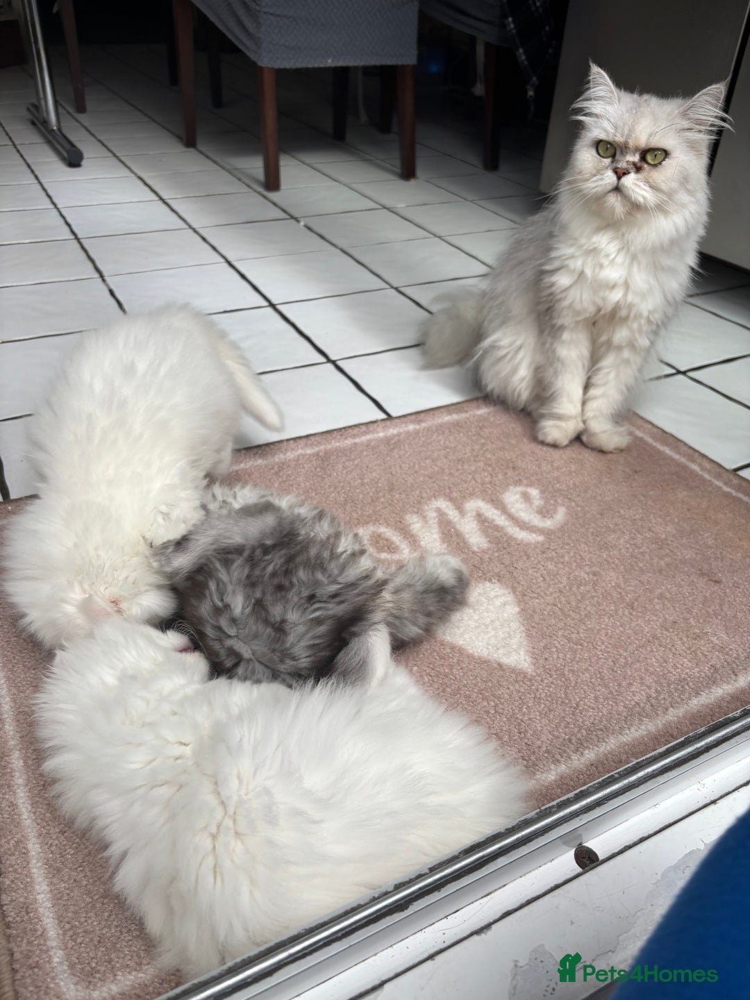Persian cats for sale: Persian kittens for sale - Image 2