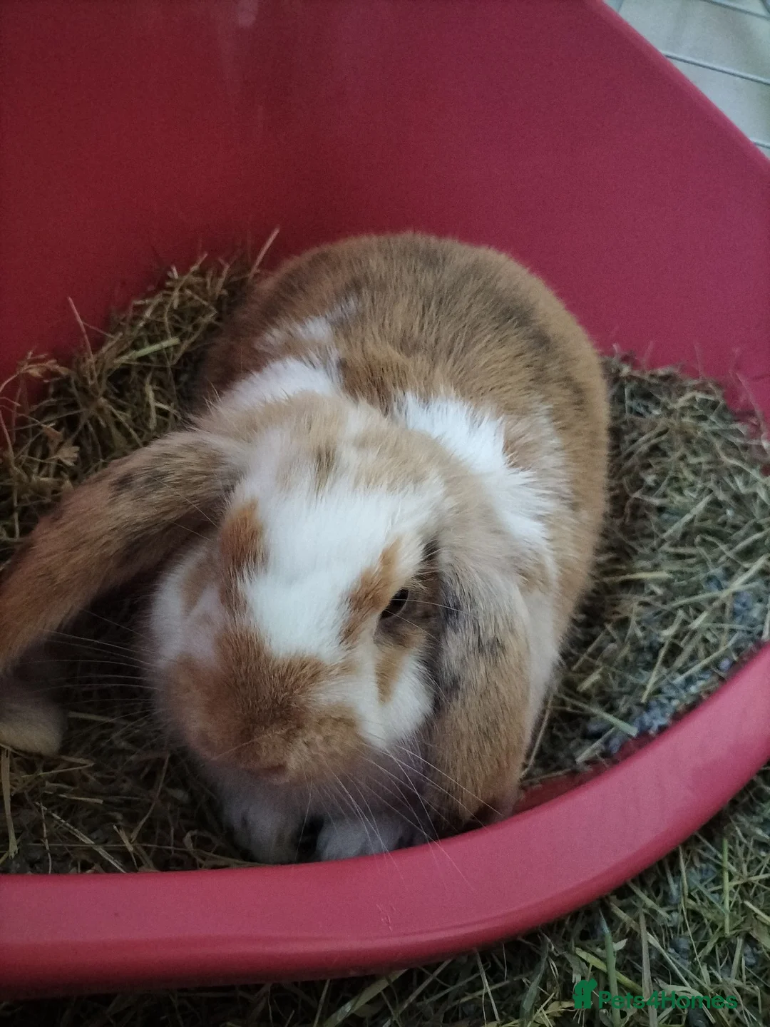 French Lop rabbits for sale: French lop (indoor) female rabbit in Shoreham-by-Sea - Advert 2