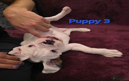 Boxer dogs for sale: KC REGISTERED Puppies-1x Gourgess Puppy available - Image 5
