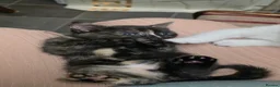 Mixed Breed cats for sale: Beautiful kittens looking for forever home - Advert 22