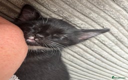 Mixed Breed cats for sale: 4 boy kittens left - Image 3