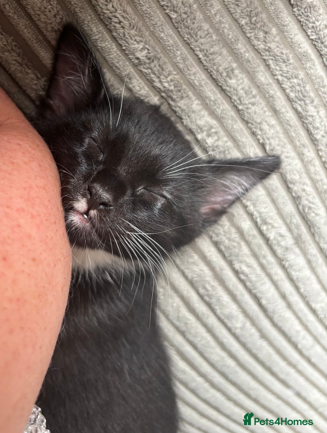 Mixed Breed cats for sale: 4 boy kittens left - Image 3